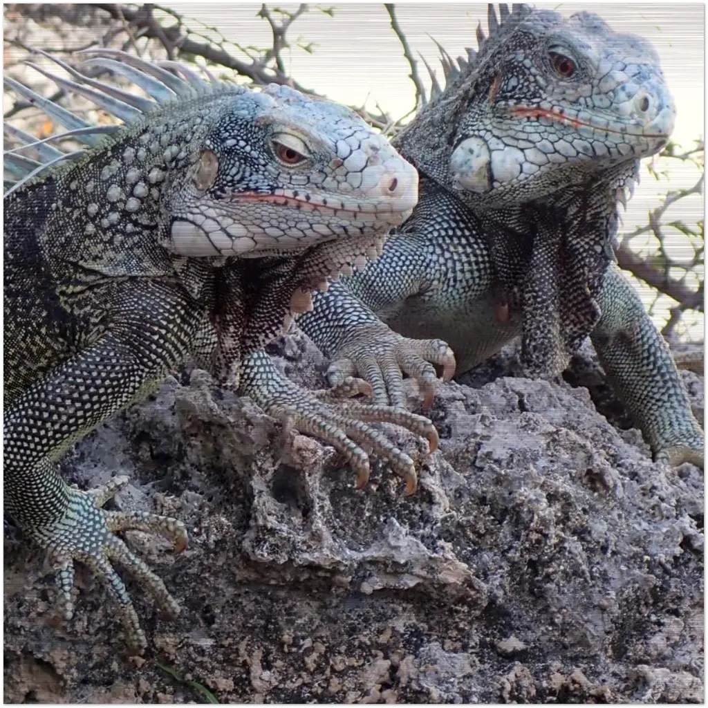 Iguana Aluminum Print